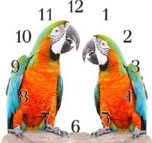 Nástenné hodiny papagáj 30x30cm XL - plexi