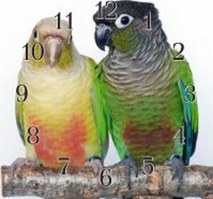 Nástenné hodiny papagáj 30x30cm XXI - plexi