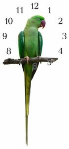 Nástenné hodiny papagáj 30x60cm XIII - plexi