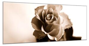 Obraz sklenený kvet ruže - slonová kosť - 30 x 60 cm