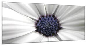 Obraz sklenený detail kvet margaréta bielo modrá - 52 x 60 cm