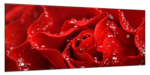 Obraz sklenený detail kvetu červená ruža - 50 x 100 cm