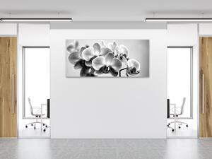 Obraz sklenený čiernobiela orchidea - 50 x 100 cm