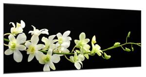 Obraz sklenený bielo žltá orchidea - 40 x 60 cm