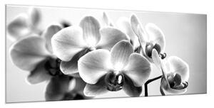 Obraz sklenený čiernobiela orchidea - 50 x 100 cm