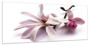 Obraz sklenený kvet ružovej magnólie na bielom pozadí - 50 x 70 cm