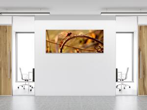 Obraz sklenený vážka v prírode - 30 x 40 cm