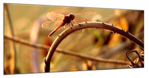 Obraz sklenený vážka v prírode - 30 x 40 cm