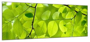 Obraz sklenený detail lístia stromu buk - 50 x 100 cm