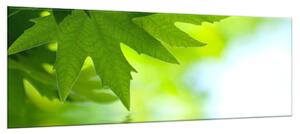 Obraz sklenený vetva a listy nad hladinou vody - 40 x 60 cm