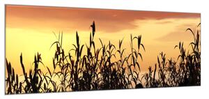 Obraz sklenený tráva v západu slnka - 40 x 60 cm