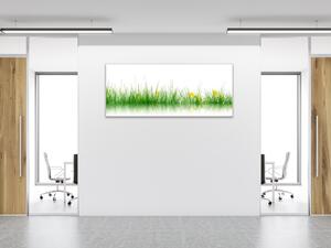 Obraz sklenený tráva s rozkvitnutou púpavou - 30 x 60 cm