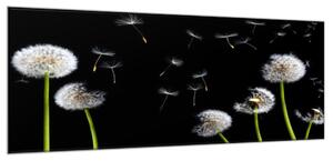 Obraz sklenený odkvitnuté púpavy zelené stonky - 50 x 100 cm
