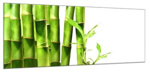 Obraz sklenený detail bambus zelený na bielom pozadí - 50 x 100 cm