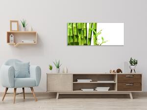 Obraz sklenený detail bambus zelený na bielom pozadí - 34 x 72 cm