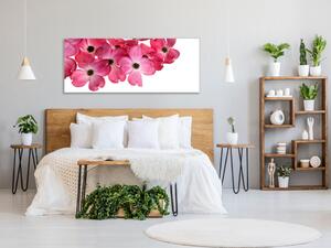 Obraz sklenený ružové kvety na bielom pozadí - 30 x 60 cm