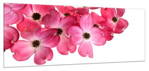 Obraz sklenený ružové kvety na bielom pozadí - 40 x 60 cm