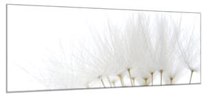 Obraz sklenený odkvitnuté biele páperie púpavy - 50 x 70 cm