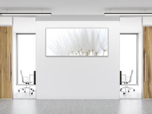 Obraz sklenený odkvitnuté biele páperie púpavy - 50 x 100 cm