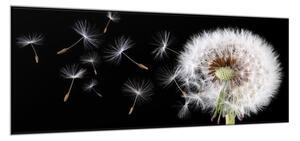 Obraz sklenený kvet odkvitnutá púpava a letiace padáčky - 40 x 60 cm