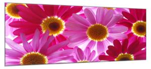 Obraz sklenený kvety ružové a červené margaréty - 30 x 60 cm