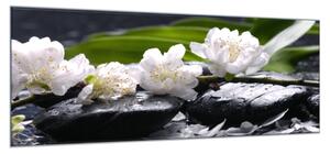 Obraz sklenený biely kvet na čiernom kameni Zen - 50 x 100 cm