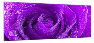 Obraz sklenený detail fialová ruža s kvapkami rosy - 50 x 100 cm