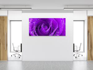 Obraz sklenený detail fialová ruža s kvapkami rosy - 50 x 100 cm