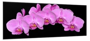 Obraz sklenený kvety fialová orchidea na čiernom pozadí - 50 x 70 cm