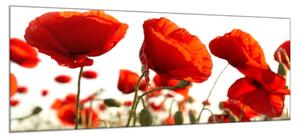 Obraz sklenený kvety vlčie maky - 34 x 72 cm
