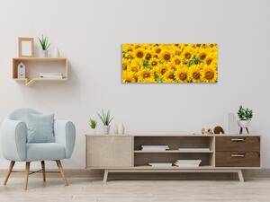 Obraz sklenený poľa kvety slnečníc - 50 x 100 cm