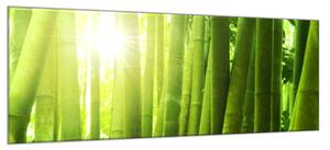 Obraz sklenený bambusový les - 30 x 60 cm