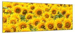 Obraz sklenený poľa kvety slnečníc - 40 x 60 cm