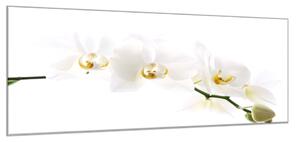 Obraz sklenený kvety biela orchidea - 40 x 60 cm