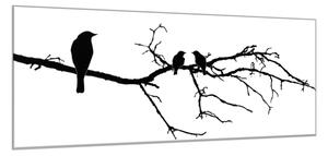 Obraz sklenený silueta vtákov na vetve - 40 x 60 cm