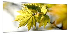 Obraz sklenený zelené javorové lístie nad hladinou - 34 x 72 cm