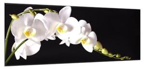 Obraz sklenený biela orchidea na čiernom pozadí - 40 x 60 cm