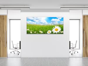 Obraz sklenený rozkvitnutá letná lúka a biele margarétky - 50 x 100 cm