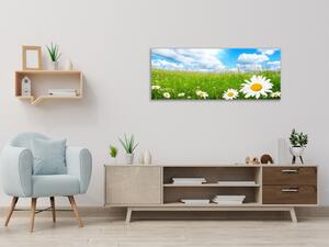 Obraz sklenený rozkvitnutá letná lúka a biele margarétky - 52 x 60 cm