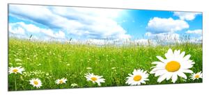 Obraz sklenený rozkvitnutá letná lúka a biele margarétky - 30 x 60 cm