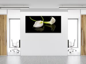 Obraz sklenený biela kala na čiernom pozadí - 30 x 60 cm