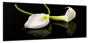 Obraz sklenený biela kala na čiernom pozadí - 50 x 100 cm