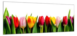 Obraz sklenený farebné tulipány - 40 x 60 cm