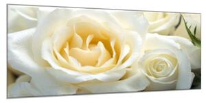 Obraz sklenený detail kvety bielej ruže - 52 x 60 cm