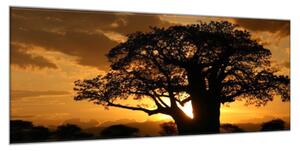 Obraz sklenený západ slnka Afrika Tanzánia - 50 x 100 cm