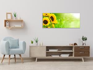 Obraz sklenený kvety slnečnice na zelenom pozadí - 50 x 100 cm