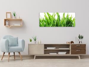 Obraz sklenený zelená tráva s rosou - 50 x 100 cm