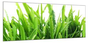 Obraz sklenený zelená tráva s rosou - 30 x 60 cm