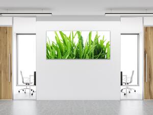 Obraz sklenený zelená tráva s rosou - 50 x 100 cm