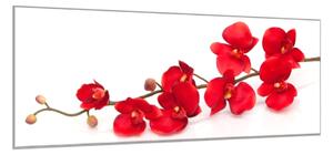 Obraz sklenený kvety červená orchidea - 40 x 60 cm